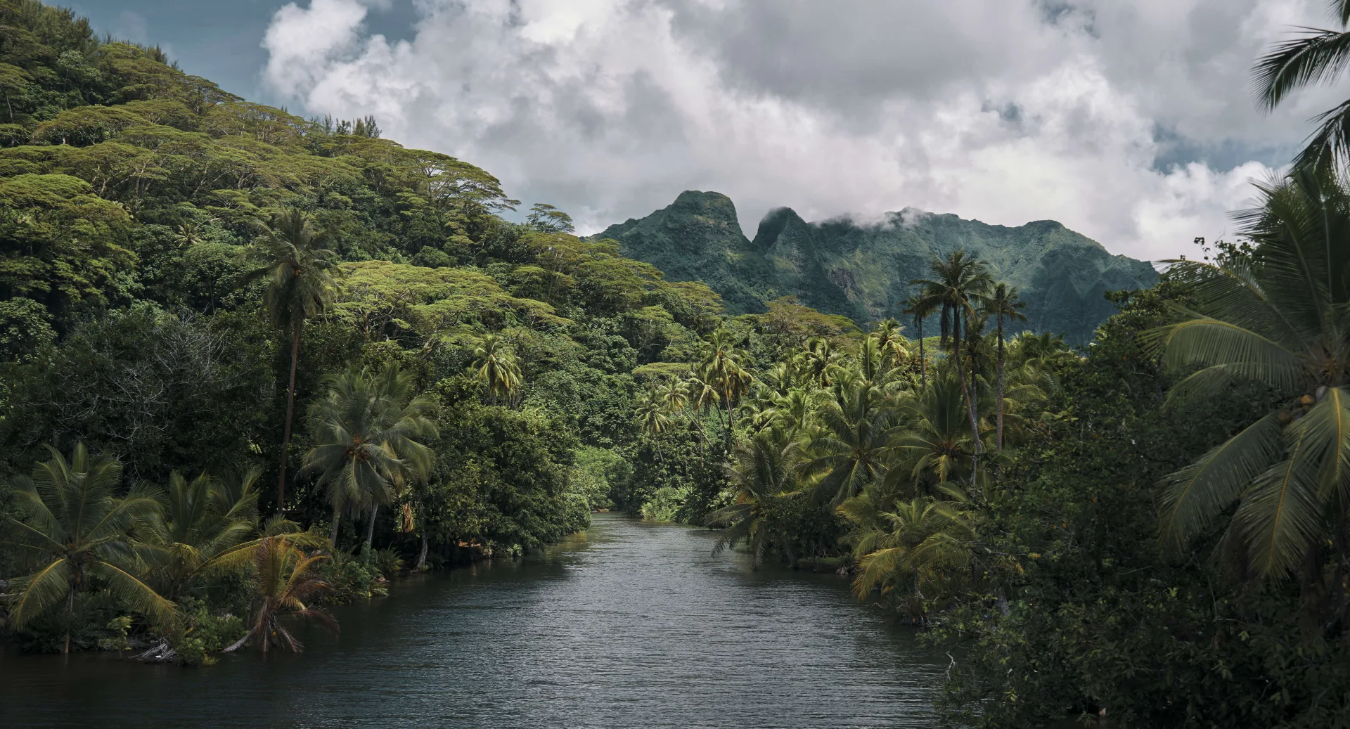 Rainforest Exploration